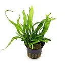 microsorium dwarf