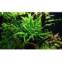 microsorium minor motherplant