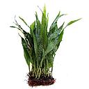 microsorium pteropus motherplant xl