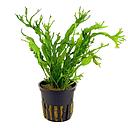 microsorium windelow