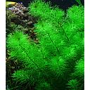 myriophyllum guyana