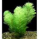 myriophyllum scabratum