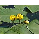 nuphar lutea - waterlily yellow - gele plomp