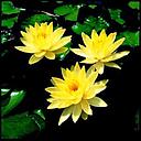 nymphaea geel/jaune pot