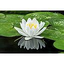 nymphea gladstoniana - water lily white