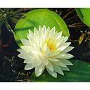 nymphea gonnère - water lily white