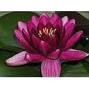 nymphea perry - water lily bordeaux red