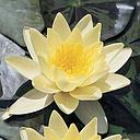 nymphea - water lily yellow - in 24x24cm basket, ready to use
