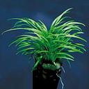 ophiopogon japonicum