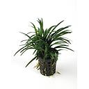 ophiopogon kyoto