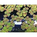 phyllanthus fluitans - roodwortel 125ml