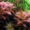 proserpinaca palustris