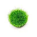 riccia fluitans 16x11cm