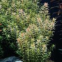rotala indica