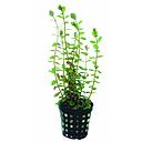rotala rotundifolia