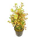 rotala rotundifolia "orange juice"