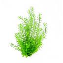 rotala species green