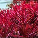 rotala vietnam h'ra