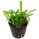 sagittaria subulata