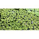 salvinia minima