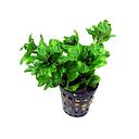 shinnersia rivularis green