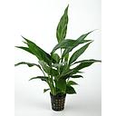 spatiphyllum motherplant