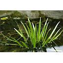 stratiotes aloides - krabbescheer