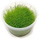 utricularia graminifolia cup