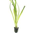 vallisneria gigantea