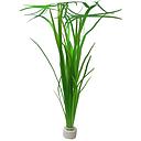 vallisneria spiralis