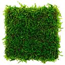 vesicularia dubyana (javamoss) 17x23cm square