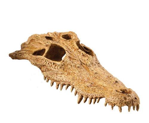 aqua deco shark skull 19x17x15cm