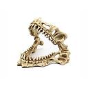 blue belle pacific tiger skull 23x13x16cm