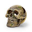 eden skull  15×10.3×11.3cm