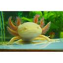 ambystoma mexicanum gold silver pearl (axolot) 5-6cm
