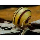 asolene spixii 1.5-2cm