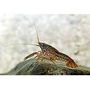 cambarellus diminutis - mini dwarf lobster 1.5-2cm (body)