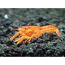 cambarellus patzuarensus - orange mini lobster 2-2.5cm (body)