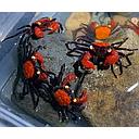 geosesarma - orange carnaval vampire crab 1.5-2cm (body)
