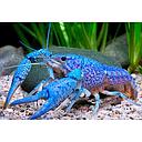procambarus alleni - lobster florida blue 20cm