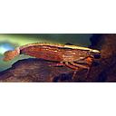 shrimp atya moluccensis 4.5cm