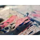 shrimp blue sapphire - neocaridina 1.5cm