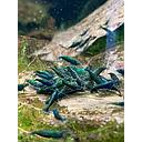 shrimp green jade - neocaridina 1.5cm