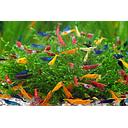 shrimp mix - neocaridina 1.5cm