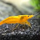 shrimp orange - neocaridina 1.5cm