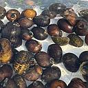 snail neritina mix 1.5-2cm