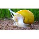 snail yellow 2cm