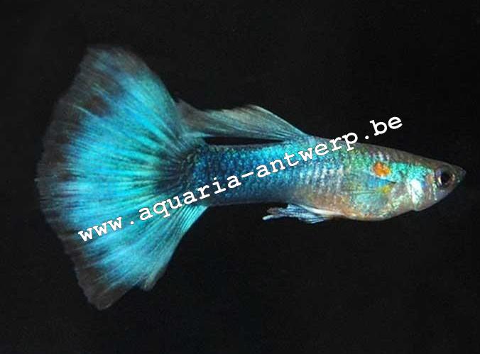 poecilia reticulata - guppy male mozaic green 3cm | Aquaria